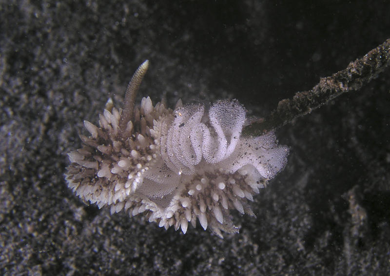 Acanthodoris brunnea